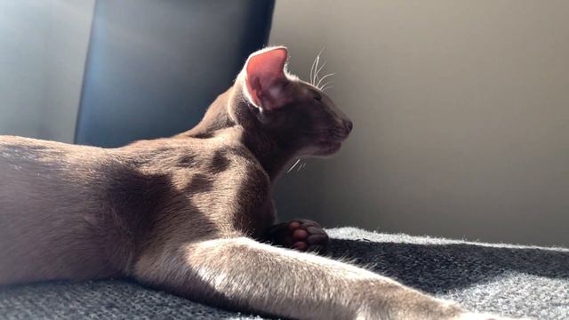 Mafiosi Lucrecia - Oriental Shorthair cat смотреть онлайн