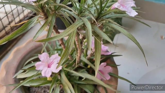 Best Summer Permanent Floweing Plant Mexican Petunia | How to Grow and Care Mexican Petunia смотреть онлайн