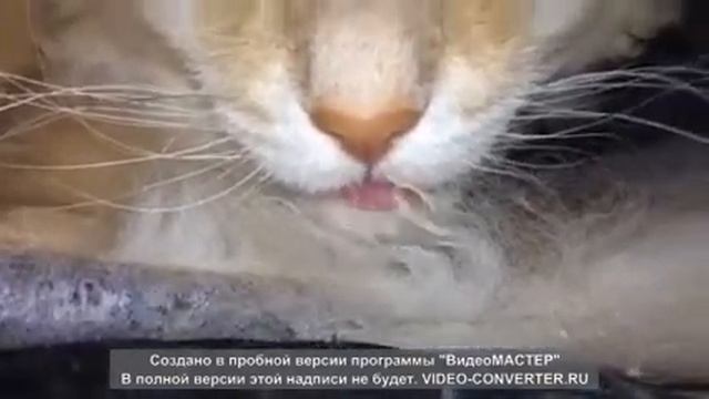соска для кота