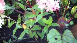 Как сформировать спирею на штамбе!! Показываю!!!