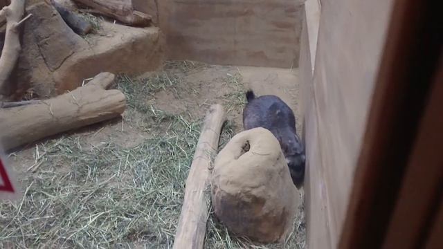 ビスカッチャさん掘ってます～　埼玉県こども動物自然公園にて2021年4月29日　 MOV 0524 смотреть онлайн