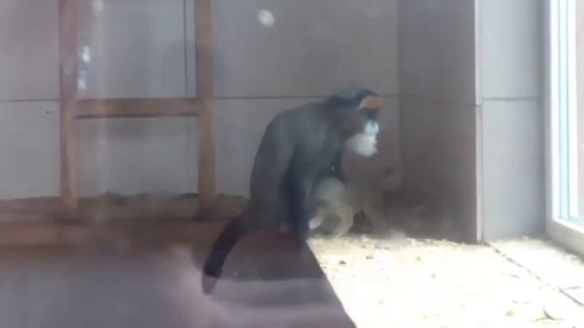 ВЛОГ:Маленький Демка в Зоопарке Лимпопо/Много животных)очень здорово☺?? смотреть онлайн
