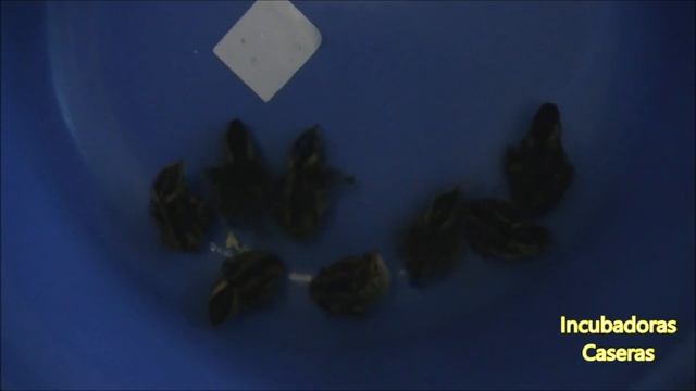 Cómo hacer una incubadora 6.. смотреть онлайн