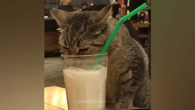 Videos De Risa De Animales 2023 - Perros y Gatos Chistosos - Videos De Animales Graciosos #24 смотреть онлайн