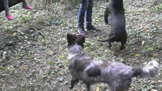 стаффик против бордер колли смотреть онлайн