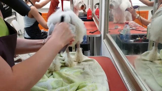 В СОБАЧЬЕЙ ПАРИКМАХЕРСКОЙ - РАБОТА ГРУМЕРА смотреть онлайн