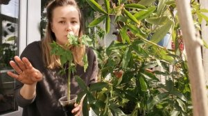 Папайя как вырастить дома. Основная проблема при выращивании.