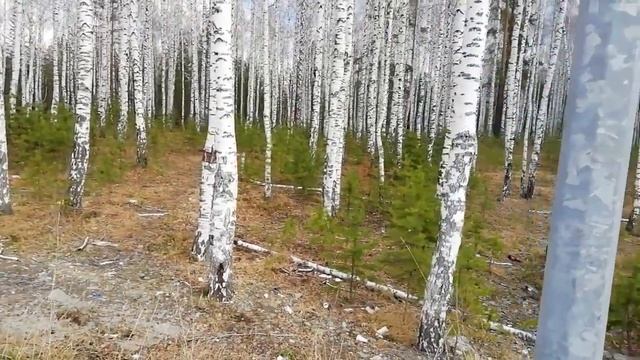Берёзовая роща. Красота Урала смотреть онлайн