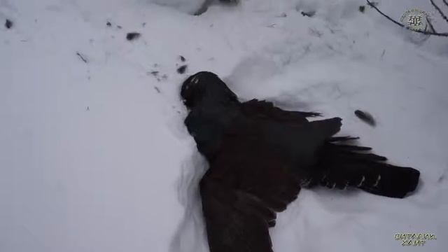 Охота на глухаря За глухарем на лыжах зимой , как красиво смотреть онлайн