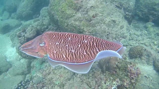 ПХУКЕТ-ОТДЫХ 2015.(подводные съёмки) смотреть онлайн