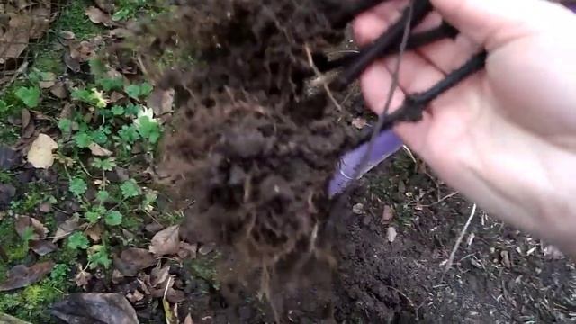 Посадка на доращивание однолетних черенков жимолости смотреть онлайн