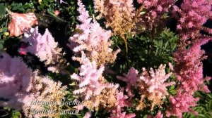 АСТИЛЬБА - ВЫРАЩИВАНИЕ ,УХОД ,БОЛЕЗНИ