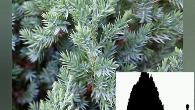 Можжевельник Стрикта "Strikta" смотреть онлайн