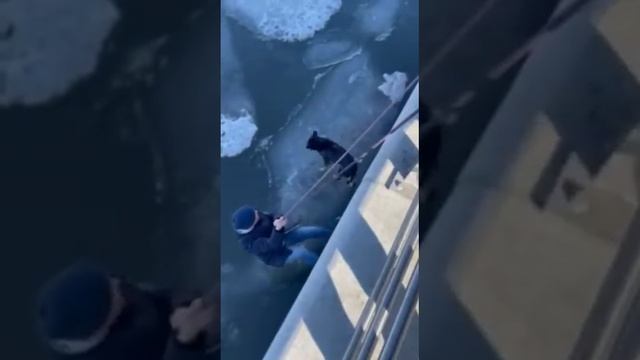 Спасение собаки с льдины