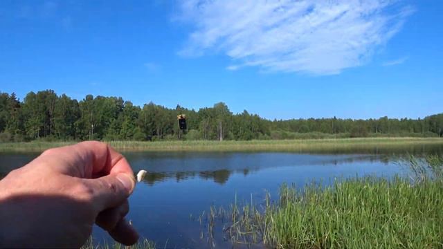 Речка Тихая. Фидер и поплавок. River Tikhaya. Fishing rod and feeder смотреть онлайн