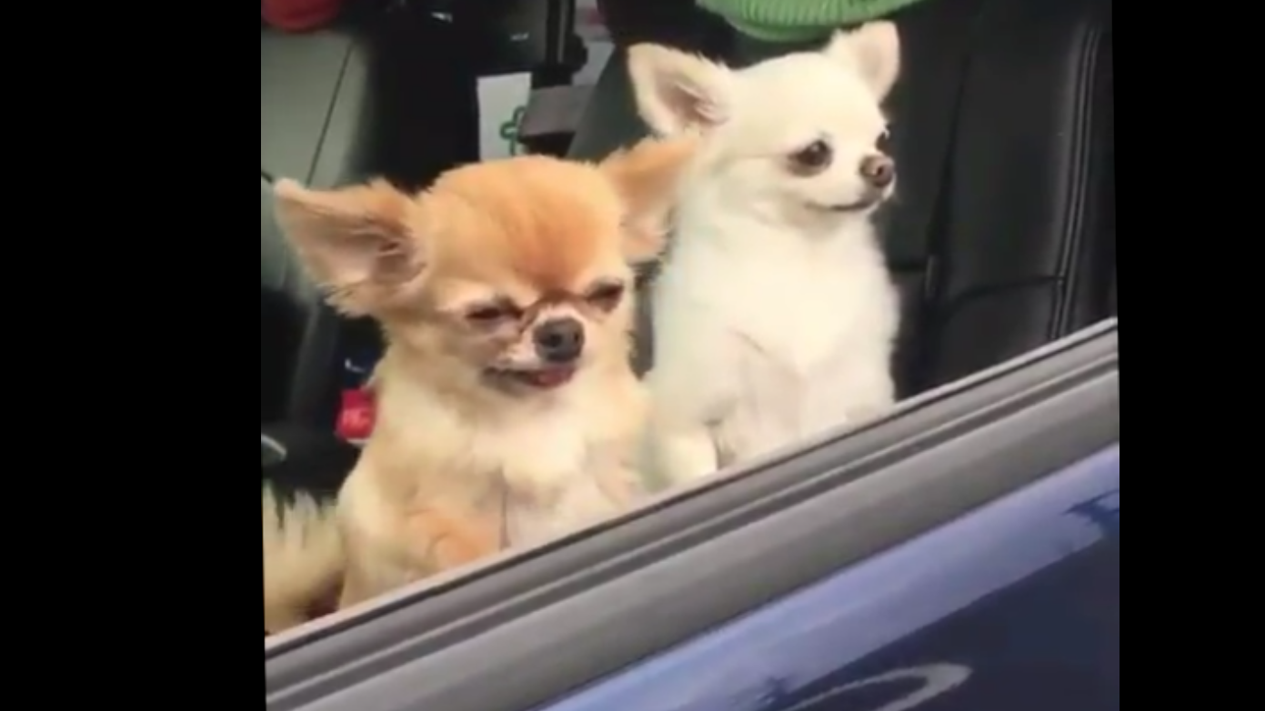 Сонный пёсик смотреть онлайн