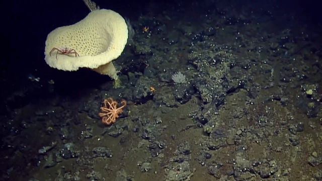 Dive into underwater mountains off the coast of British Columbia смотреть онлайн