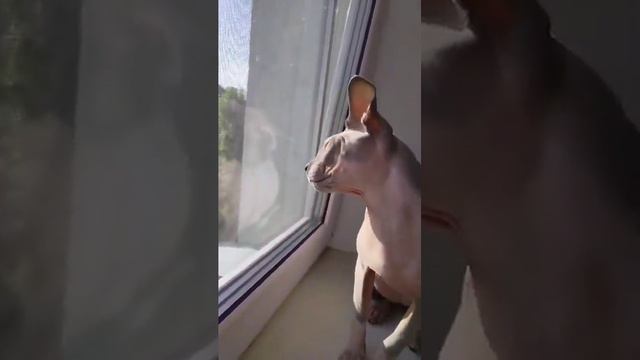 Кот и голубь - любовь с первого взгляда смотреть онлайн