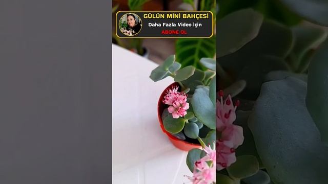 Sedum sieboldi-hylotelephium sieboldii#shorts смотреть онлайн