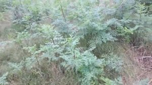 Сбор грибов шампиньонов.Тихая охота.На природе.