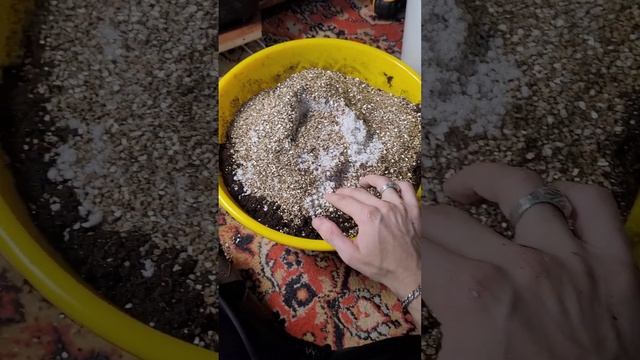 правильная пересадка огурца ,на подоконнике! без химии. смотреть онлайн