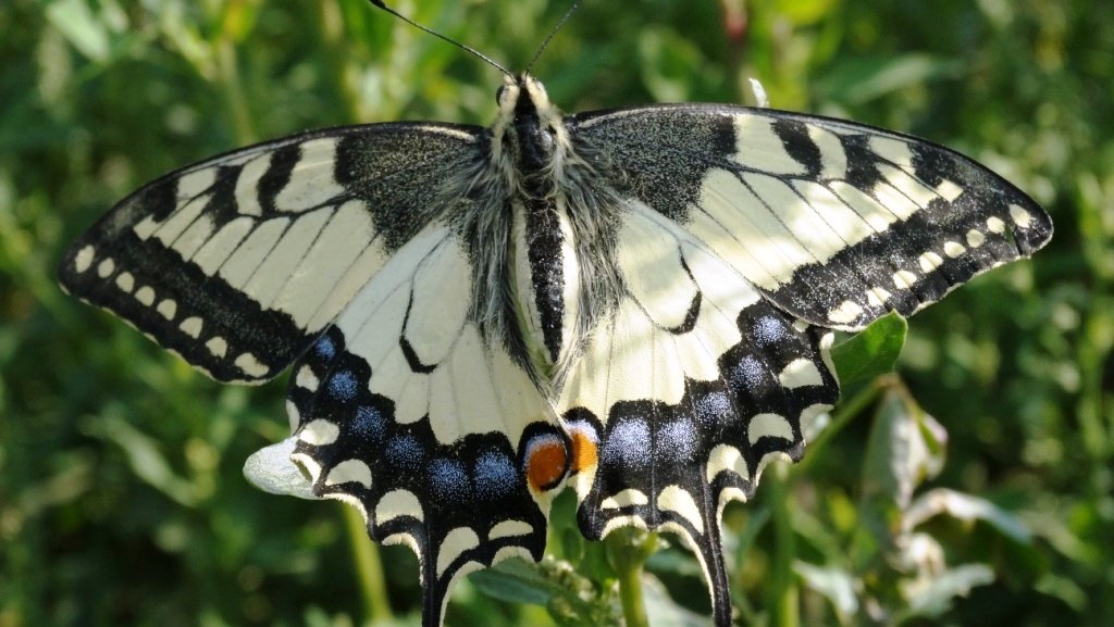 Махаон. Бабочка из Красной книги ( Papilio machaon ) смотреть онлайн