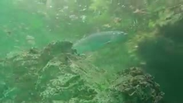 Невероятно красиво и волшебно! смотреть онлайн