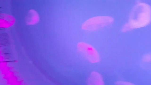 санкт-петербург океанариум Кунсткамера❤❤❤❤❤❤❤🧸🧸🧸🧸🧸🧸🧸🧸💙💙💙💙💙💙💚💚💚💚💚💚💚💚💚💚💚💚💚💚💚💚💚💚💚💚💚💚💚💚💚💚💚💚💚 смотреть онлайн