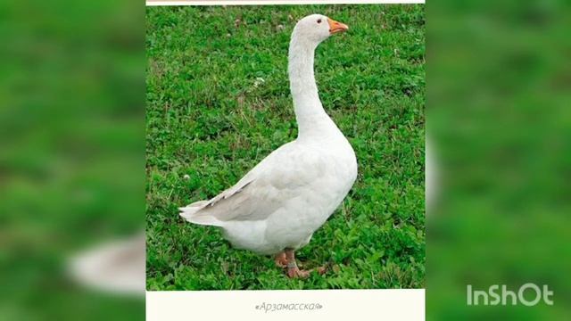 Арзамасские гуси. смотреть онлайн