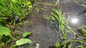 Ловим пиявок / как наловить много пиявок