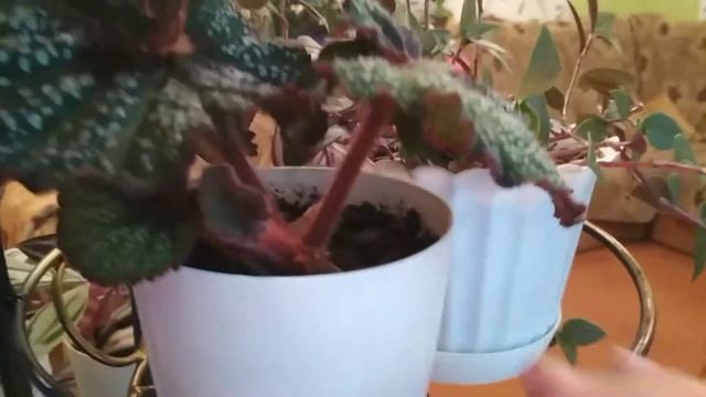 Мои комнатные. смотреть онлайн