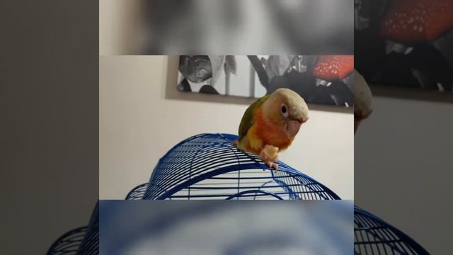 Попугай пиррура#conure green cheek pineapple смотреть онлайн