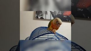 Попугай пиррура#conure green cheek pineapple
