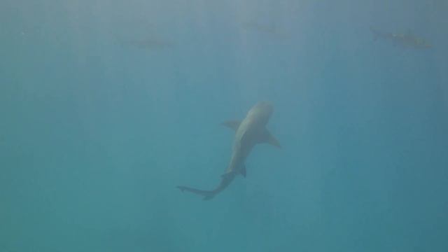 Rangiroa - Hotel Kia Ora Resort & Spa - Overwater Bungalow - Blue Lagoon - 2018 смотреть онлайн