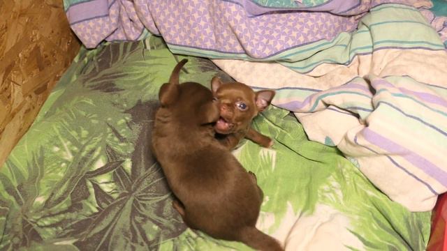 #БИТВА_ТИТАНОВ 27/09/2022 #ПРОДАЮ_щенков_МИНИ_чихуахуа +7 921 595 08 48 смотреть онлайн