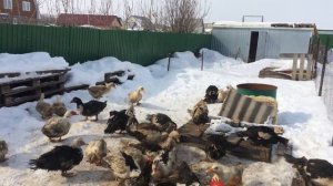 Содержание уток зимой, как это было. Не повторяйте моих ошибок))