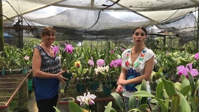 Как выращивать каттели (Cattleya)