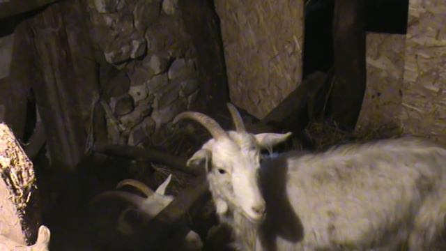 Животные 🐈 🐐 в деревне Даже даром не хотят забрать козленка смотреть онлайн