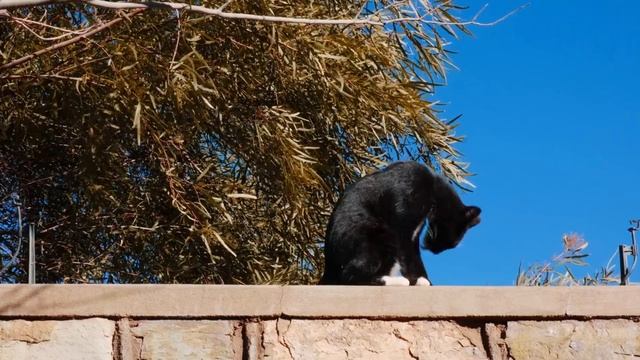 Уход за котами. Как приучить к шлейке смотреть онлайн