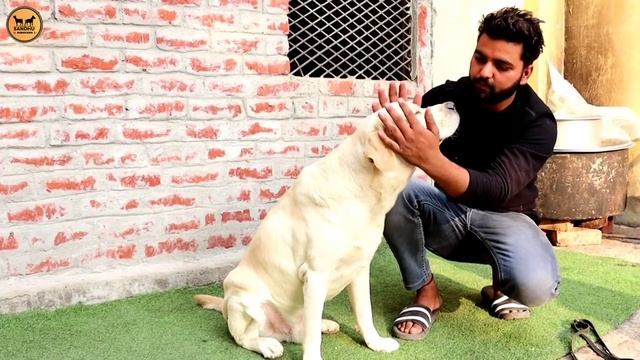 इस युवा का Dog Farm | European Doberman | Chocolate Labrador | German Shepherd смотреть онлайн