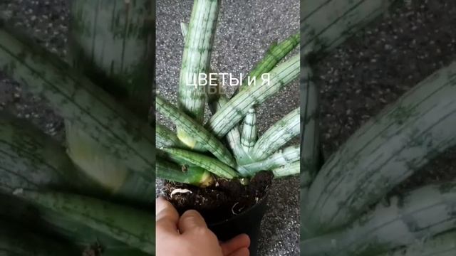 #shorts ?Сансевиерия Тиара?? смотреть онлайн