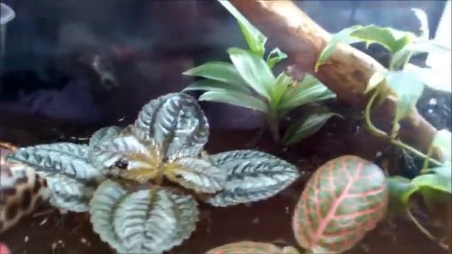 2 недели флорариуму. Флорариум из тропических растений. смотреть онлайн