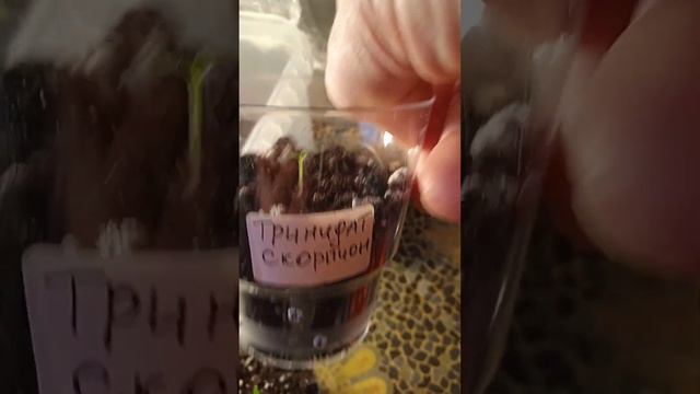 Эустома, перцы! Сезон открыт!