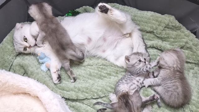 Как котята разговаривают с мамой кошкой / Это так мило! смотреть онлайн