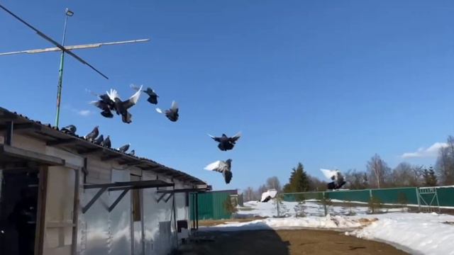 Курские питомник «Западный» продажа +7 (909) 667-53-00 смотреть онлайн