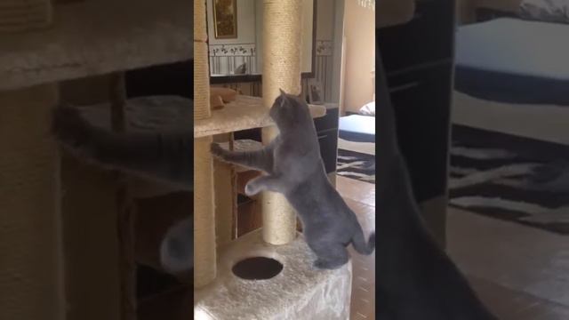 Британские кошки. смотреть онлайн