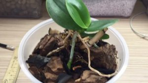 ОРХИДЕИ КОГДА ПЕРЕСАЖИВАТЬ ДЕТОК С ЦВЕТОНОСА ИЛИ ПЕНЬКА?