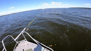 ЛЕЩ. Рыбалка на банку на Волге.