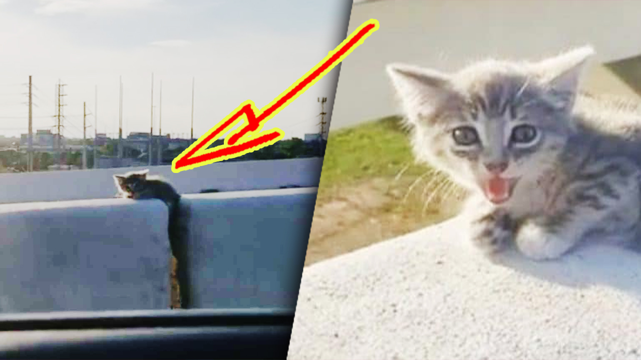 «Шишечка» на эстакаде: парень схватил бездомного котёнка прежде, чем он бы упал на оживленную трассу смотреть онлайн