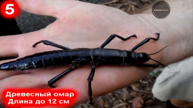 ТОП 10 САМЫХ БОЛЬШИХ НАСЕКОМЫХ В МИРЕ смотреть онлайн